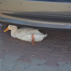 Kekova-Tekne-Turu-2016